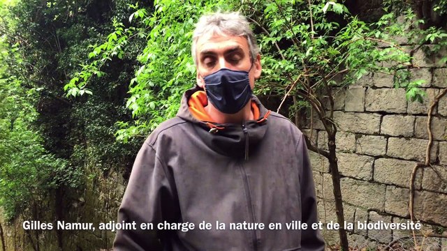 Chèvres et moutons s'installent à la Bastille et au parc Bachelard de Grenoble