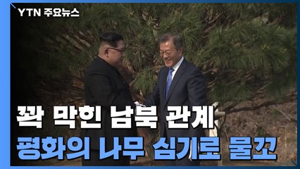 꽉 막힌 남북 관계...평화의 나무 심기로 물꼬 튼다 / YTN