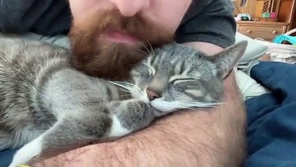 Kitty Snuggles up to Dad's Beard Scratches