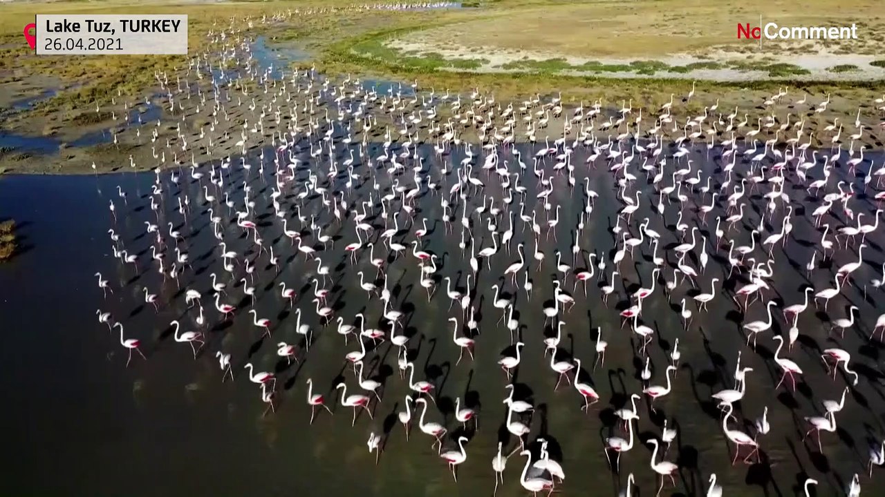Ballet de flamants roses sur le lac Tuz en Turquie
