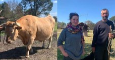 Grâce à la mobilisation des internautes, un bœuf des Landes a été sauvé de l'abattoir