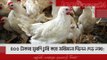 ৪০০ টাকার মুরগি চুরি করে জরিমানা দিলেন দেড় লাখ!  | Jagonews24.com