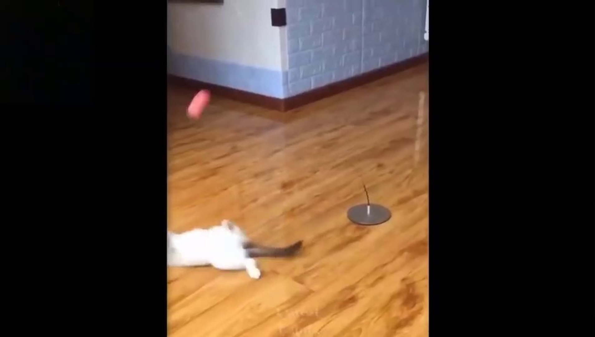 Cute And Funny Pets