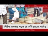 বিক্রির অপেক্ষায় পদ্মার ২৯ কেজি ওজনের বাঘাইড় | Jagonews24.com