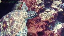 ALLIGATOR SNAPPING TURTLE - Turtleexpert.Com