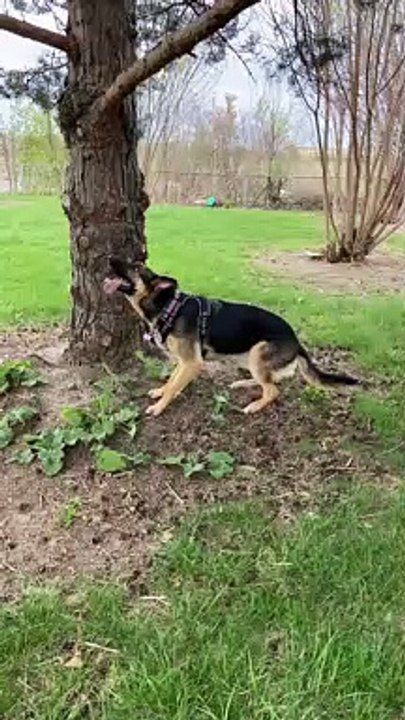 Derpy Dog at the Park
