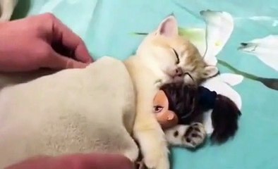 Oyuncak bebekle uyuyan yavru kedi