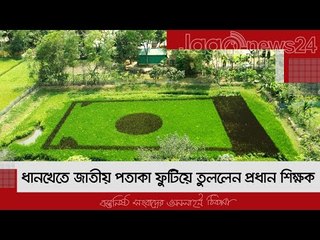 ধানখেতে জাতীয় পতাকা ফুটিয়ে তুললেন প্রধান শিক্ষক | Jagonews24.com