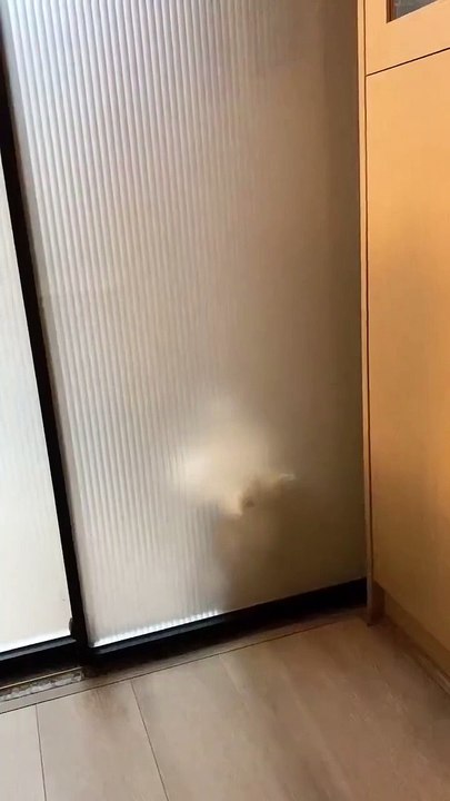 funny momen video cat
