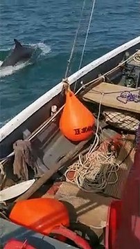 Bottlenose dolphins swimming off the coast near Scarborough