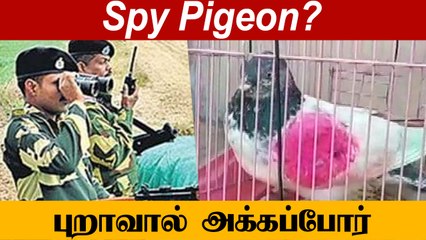 துண்டுச்சீட்டுடன் இந்தியா வந்த Pak புறா மீது வழக்குப்பதிவு?  | Oneindia Tamil