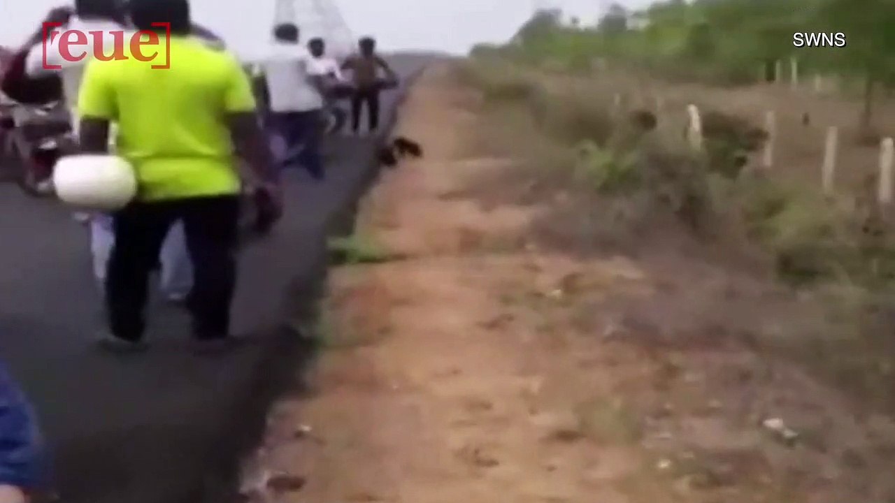 Rescuers Find Five Sloth Bear Cubs Running Along Highway, Feed Them Bananas and Milk