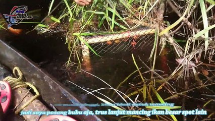 INIKAH yg dinamakan SARANG LELE LEMBAT #71 Xplore KALIMANTAN TENGAH