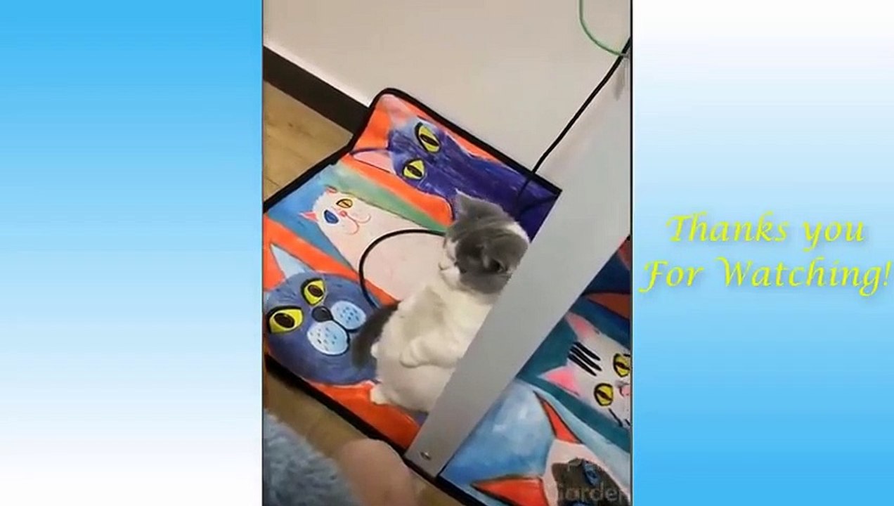 Cute Pets And Funny Animals Compilation #1
