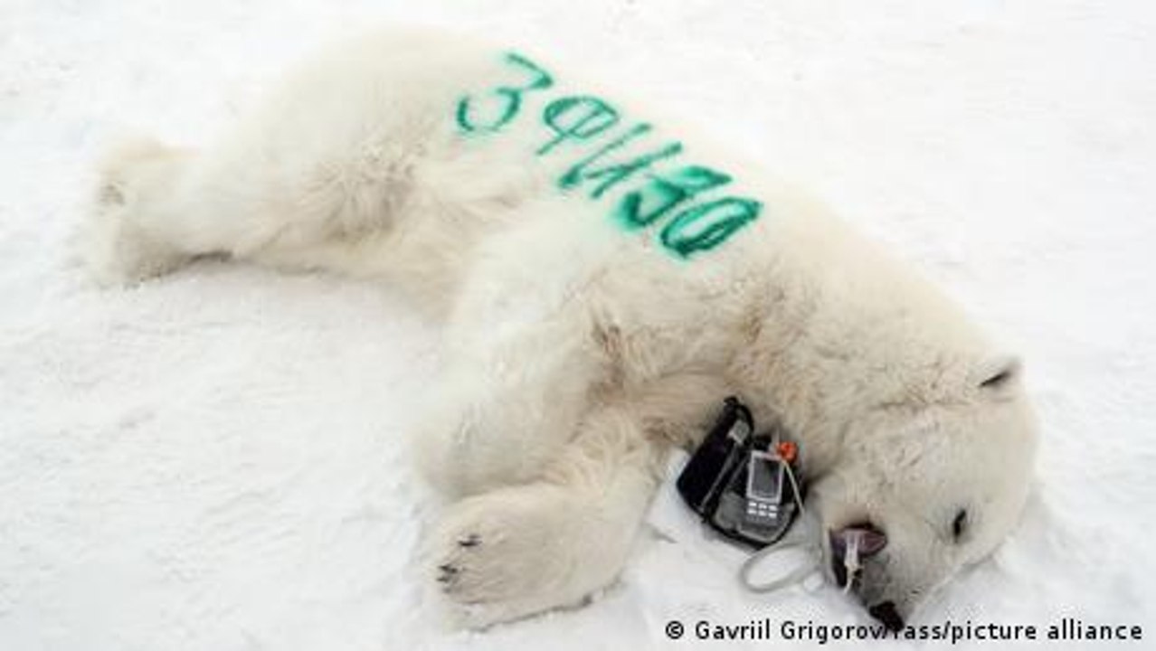 Animals affected by climate change?