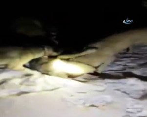 Kangal köpekleri sürüye saldıran kurdu boğdu