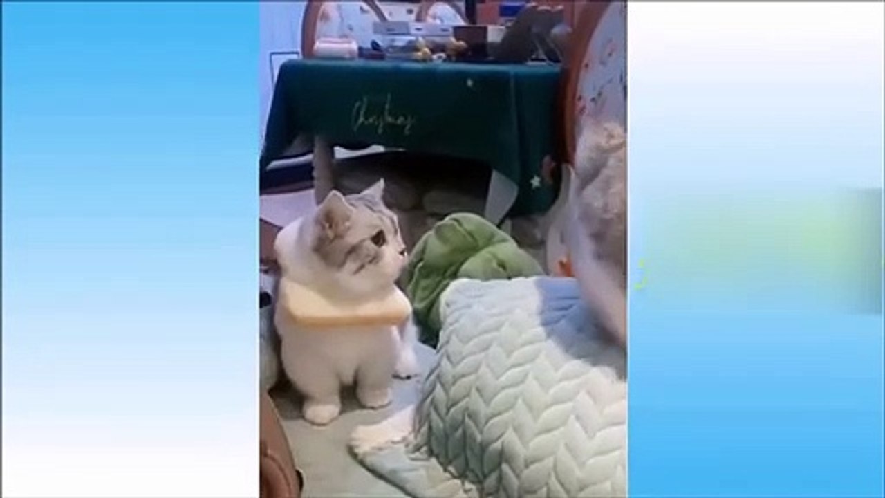 Essayer De Ne Pas Rire  Vidéo Drôle 2020  Animaux Drôles Chats Chiens