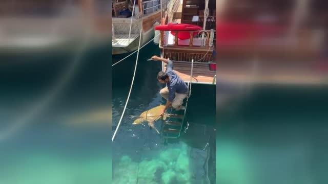 Kaş'ta yüzgecine misina dolanan caretta caretta kurtarıldı
