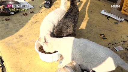 여전히 옛집에 머무는 고양이들을 챙겨주는 할아버지