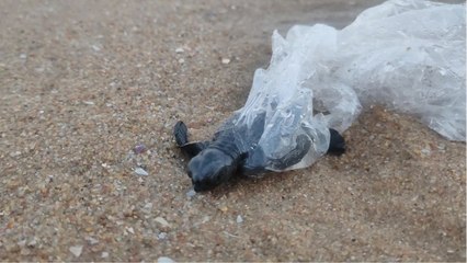 Tortuga bebé lucha por su vida tras quedar atrapada en una bolsa plástica