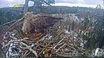 Feathers in a Ruffle! Latvian Eagles Nest Hatches Egg After Much Drama!
