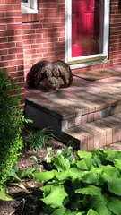 Owl Fluffs Up its Feathers