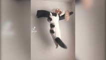 Los MEJORES Tiktok de GATOS Y PERROS //Recopilación de TikTok de animales // ABRIL 2021