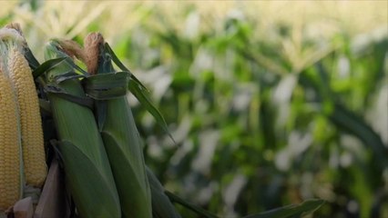 This Colorful Succotash Is the Best Way to Kick Off Corn Season