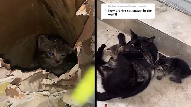 Hey, There Are Kittens In These Walls!