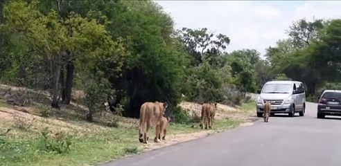 Geyiğin cesareti pahalıya patladı