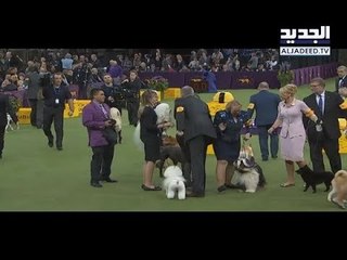 مسابقة ملك جمال الكلاب!!