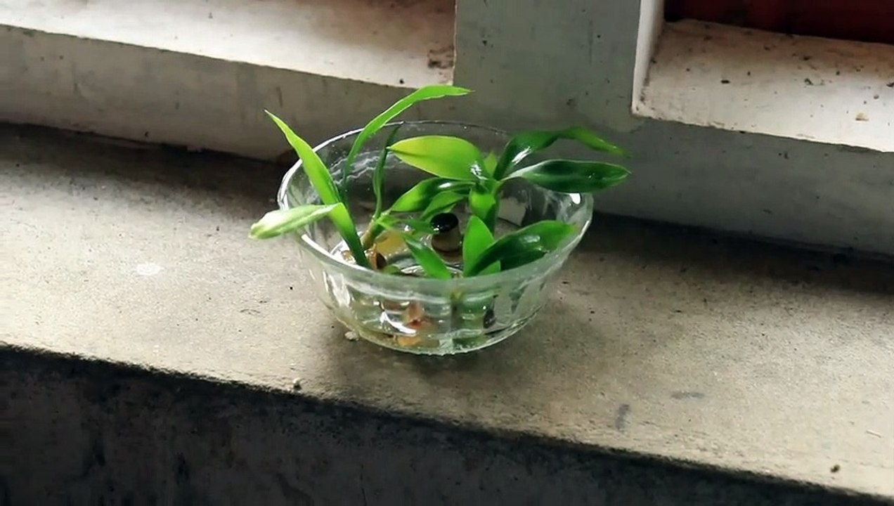 Revive Dying Lucky Bamboo Plant video Dailymotion