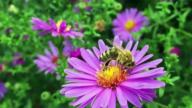 La Danse Des Abeilles - Les Enfantastiques