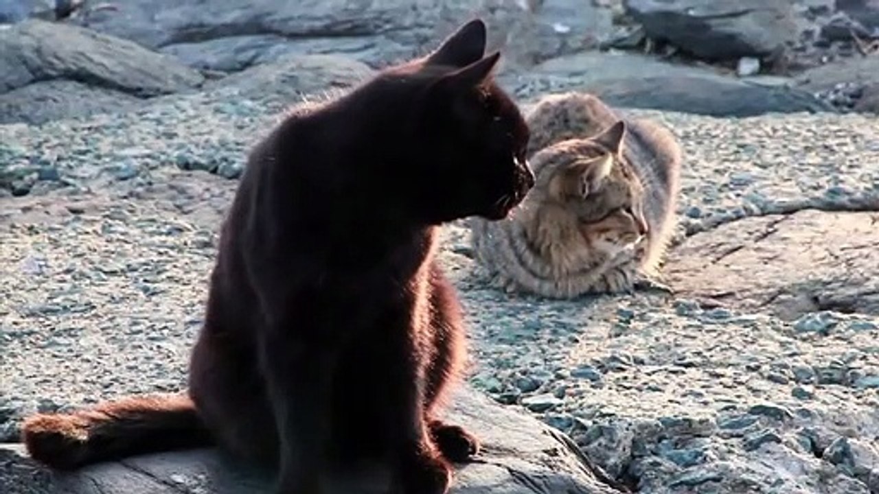 Cats relax in the afternoon ☺☺☺