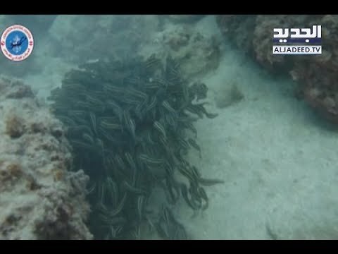 سمكة سامة تلسع جعجع... ويقبع في المستشفى! - جويل الحاج موسى