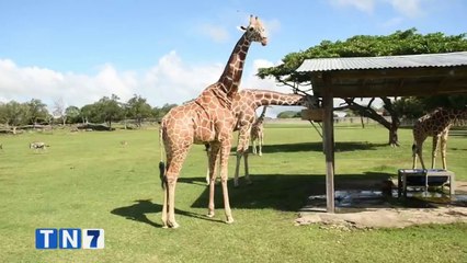 Download Video: Minae no descarta mejoras al reglamento para manejo de zoológicos