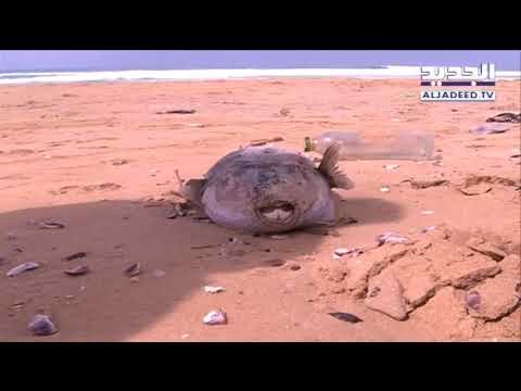 شاطئ العباسية في صور... ضحية جديدة للنفايات!- حسين طليس