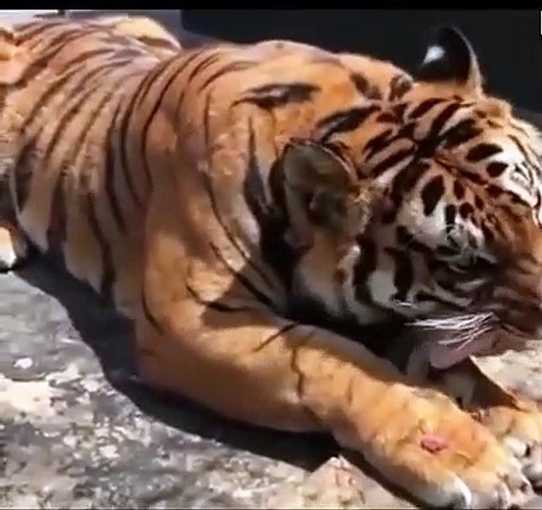 Kaplan yemek yerken bakın nasıl ses çıkardı