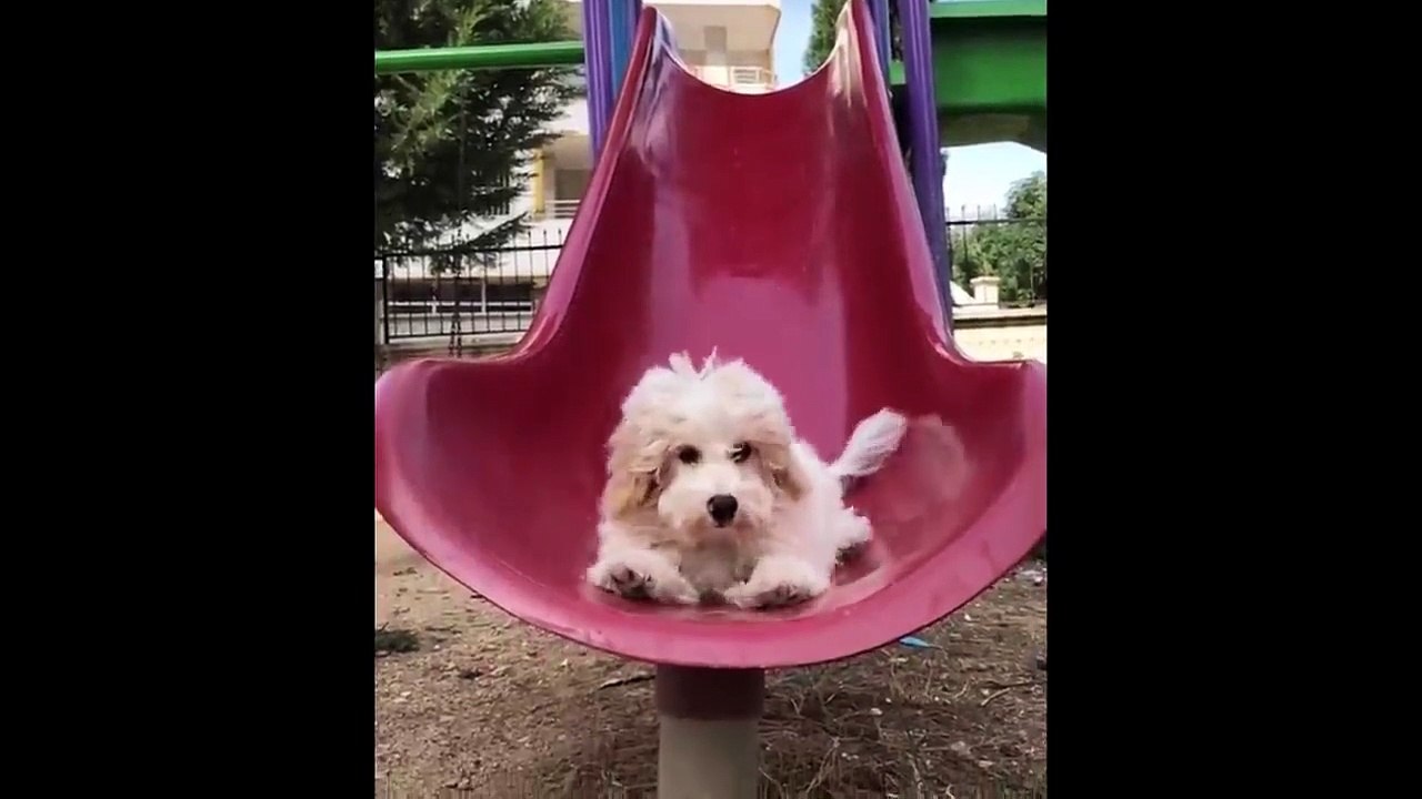 Funniest Animals - Best Of The 2021 Funny Animal Videos #19