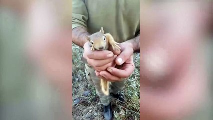Türk askerine sığınan sevimli sincap