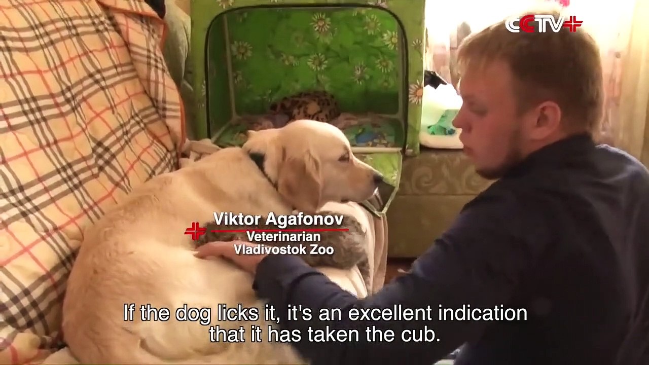 Ce bébé léopard abandonné est élevé par une maman labrador