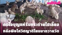 คนใจบุญแห่รับกระต่ายไปเลี้ยง หลังพิษโควิดญาติโยมมาถวายวัด | Dailynews | 240464