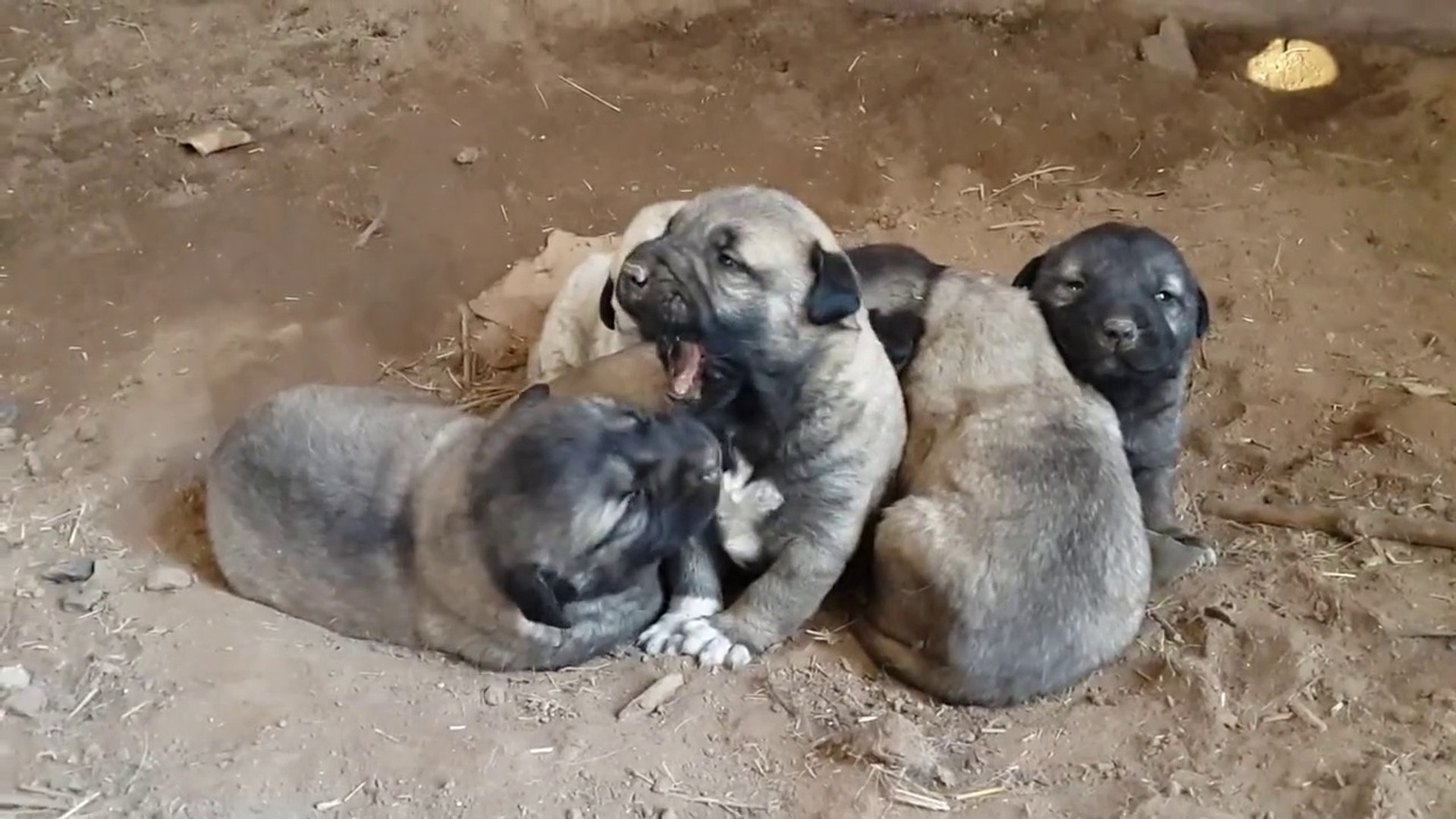 ⁣KARA BASLI SEViMLi KOPEK YAVRULARI - BLACK HEAD SHEPHERD DOG PUPPiES