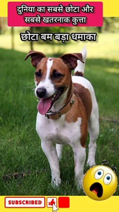 duniya ka sabse khatarnaak kutta।। Most dangerous dog in the world