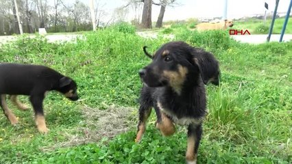 Descargar video: EDİRNE TUNCA NEHRİ'NE ATILAN YAVRU KÖPEĞE POLİS ŞEFKATİ