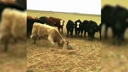 Kazı korkutmak için bakın neler yaptılar