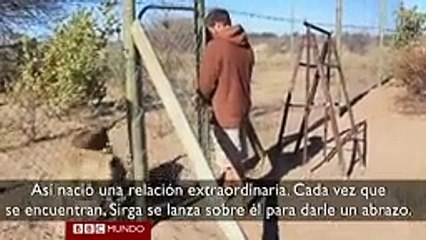 EI conmovedor abrazo de una leona al hombre que al rescato'