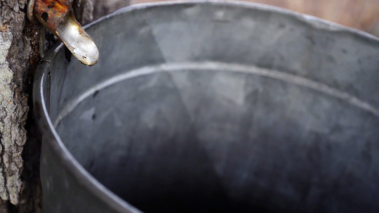 Maple Tree Tapping