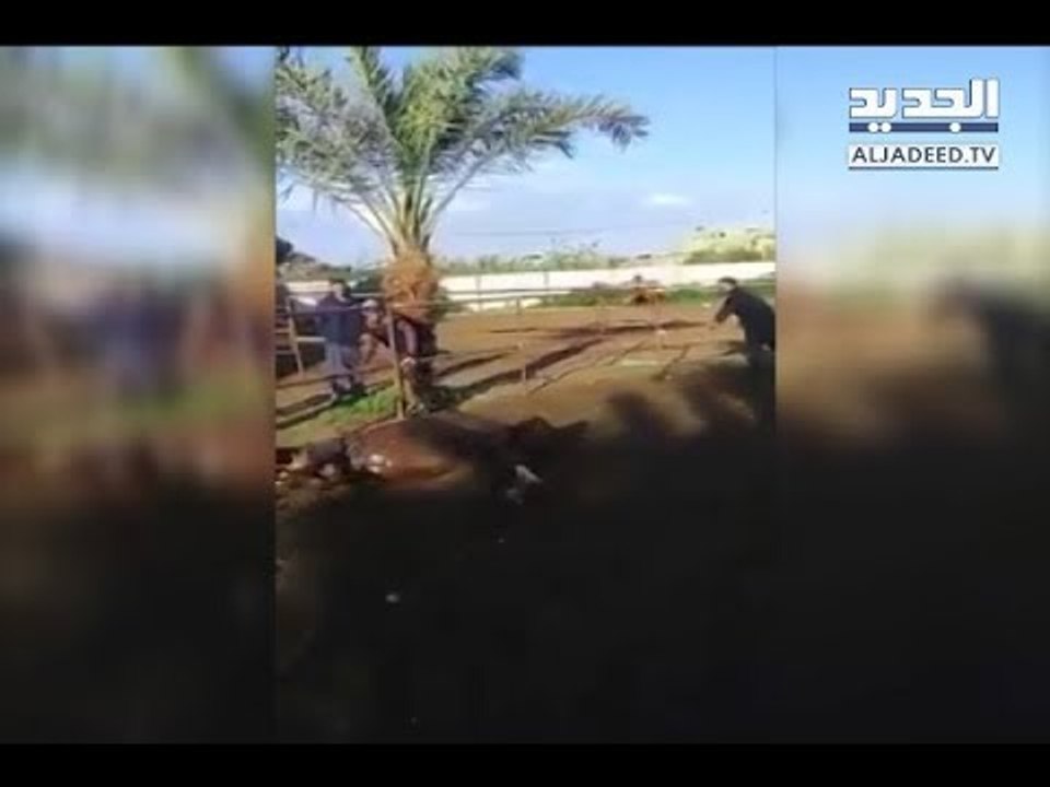 تعذيب وحشي لحصان في طرابلس... و"الجديد" تكشف تفاصيل الحادثة- هادي الأمين