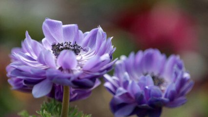 Erfurt hosts the federal horticultural show